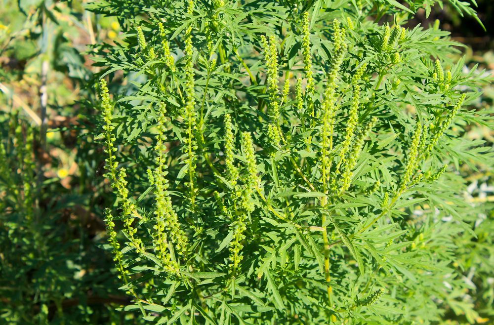 Ambrosia - Juli - Franks kleiner Garten