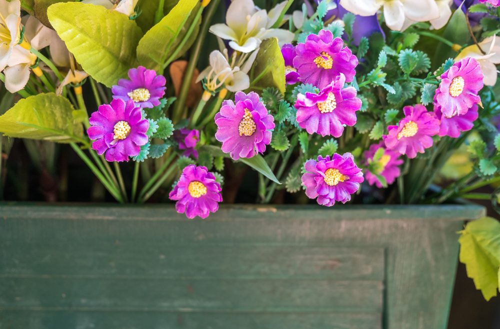 Balkonblumen - Juli - Franks kleiner Garten
