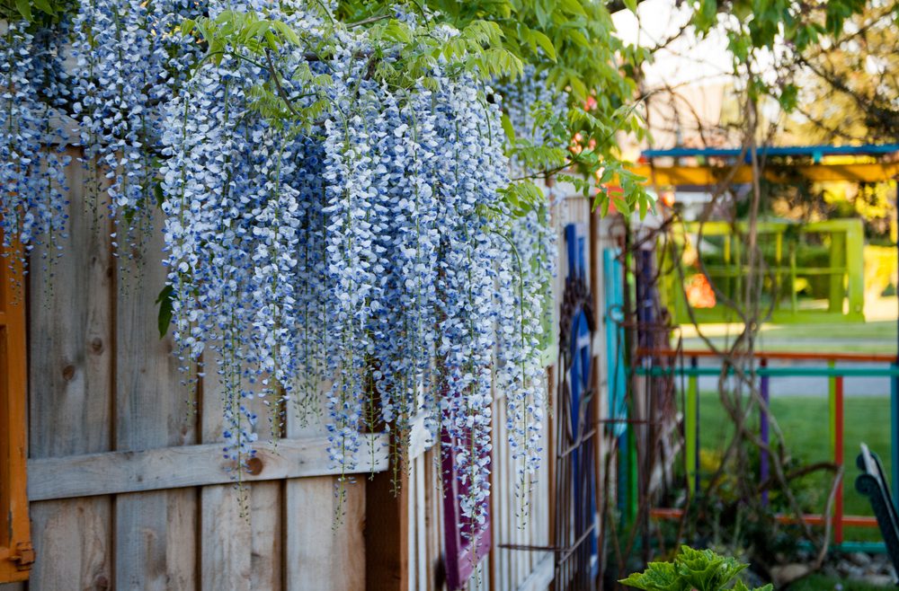 Blauregen - Juli - Franks kleiner Garten