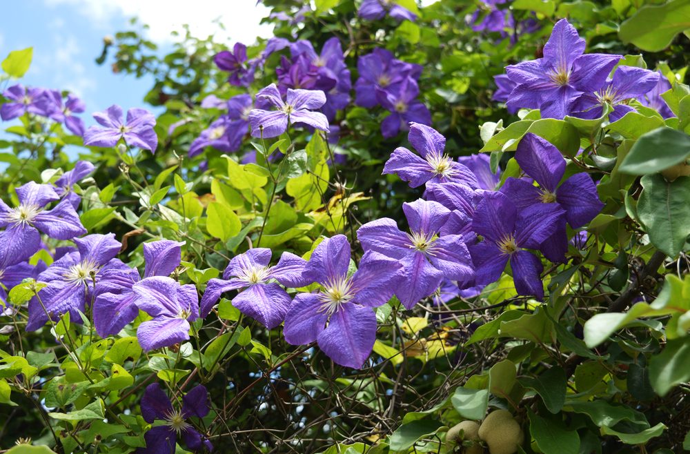 Clematis - Juli - Franks kleiner Garten