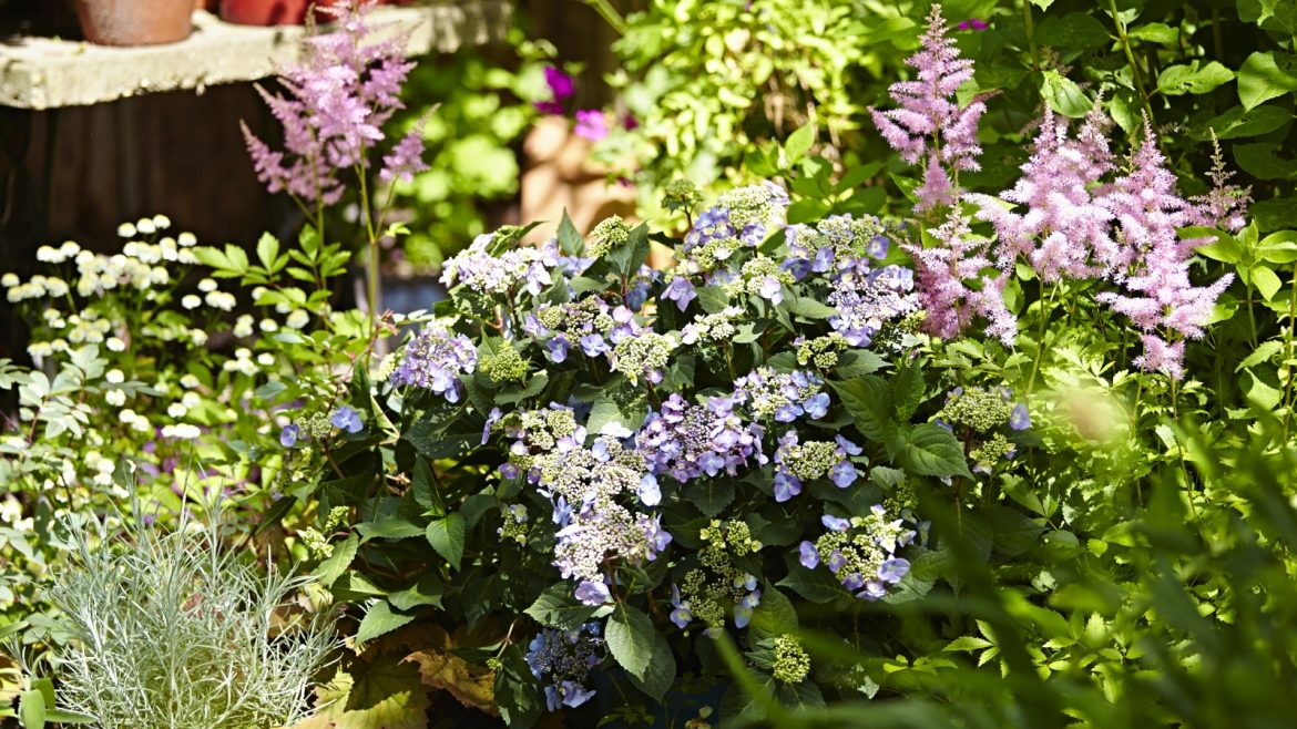 Hortensien - Endless Summer - twister - Franks kleiner Garten