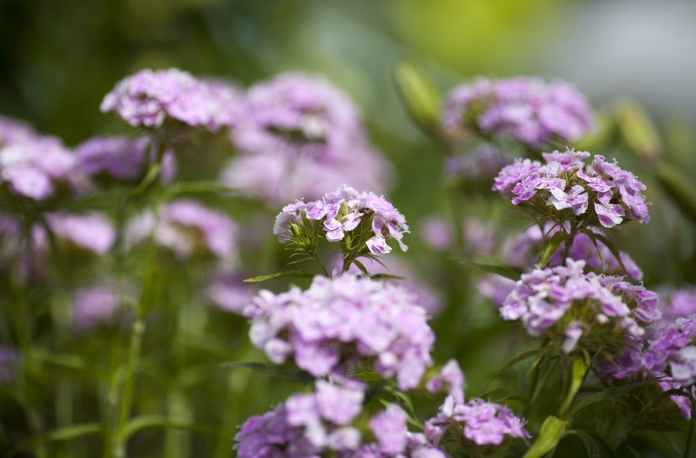 Nelken - Juli - Franks kleiner Garten