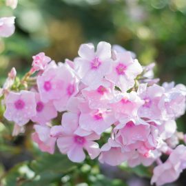 Phlox - Blüten - rose - Franks kleiner Garten