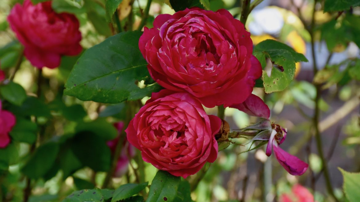 Rosen - Juli - Franks kleiner Garten