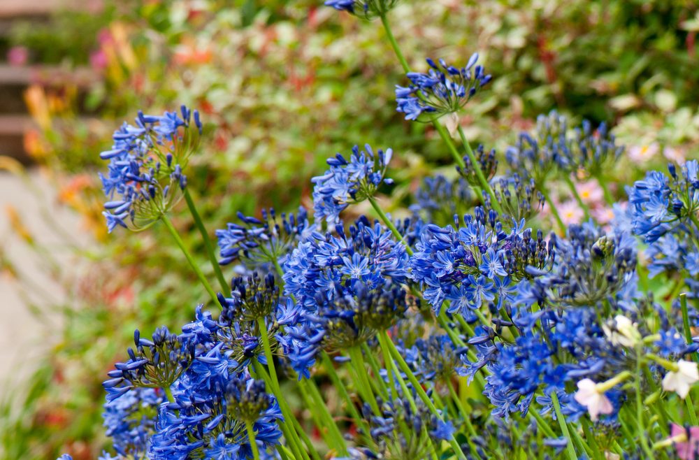 Agapanthus - August - Franks kleiner Garten