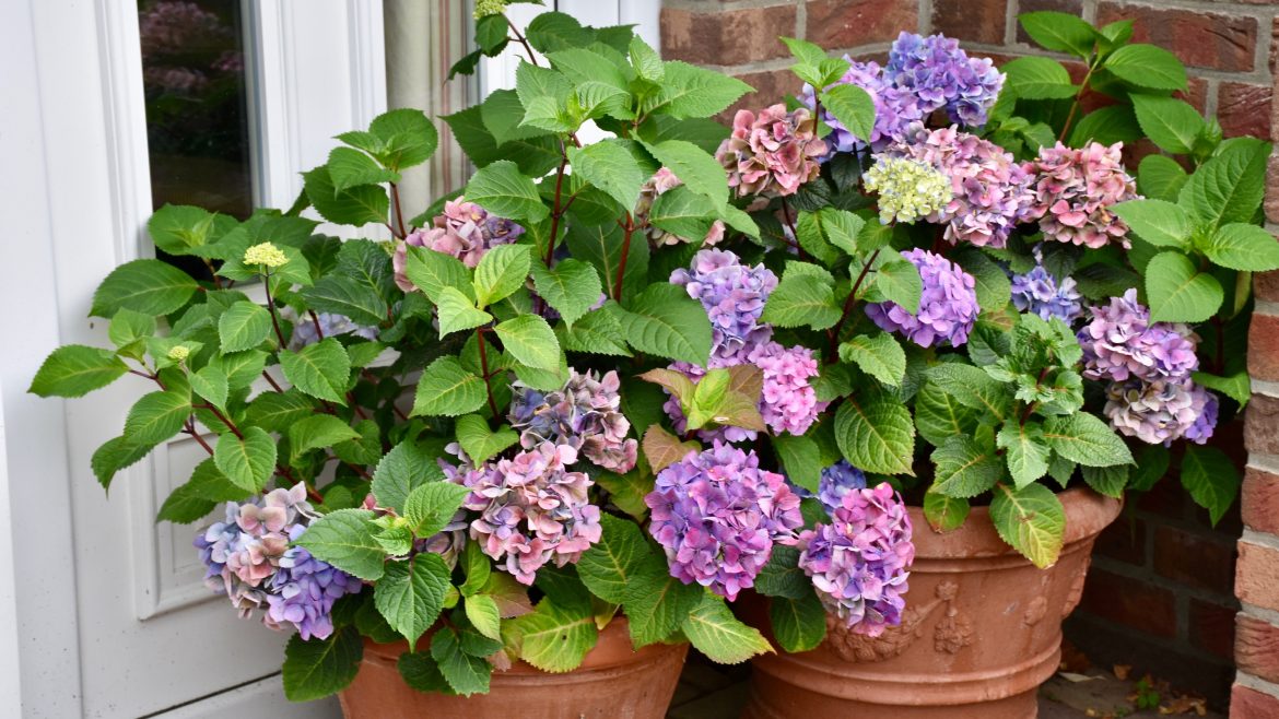 Hortensien - Endless Summer – Eingang - August - Franks kleiner Garten