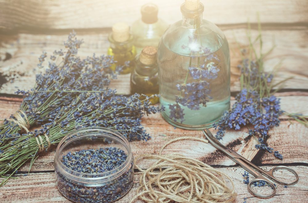 Lavendel- August - Franks kleiner Garten