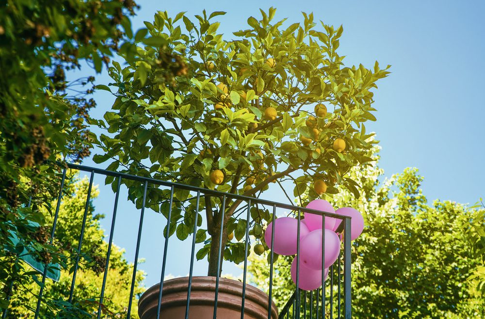 Zitronenbaum - August - Franks kleiner Garten
