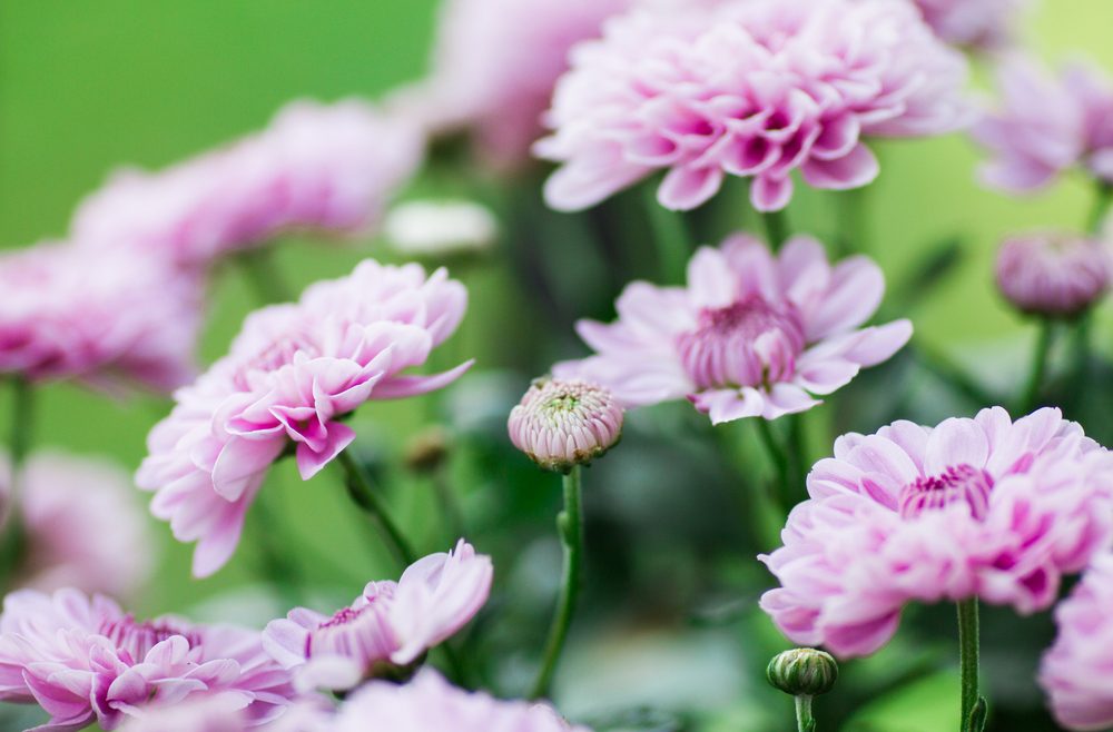Chrysanthemen - Oktober - Franks kleiner Garten