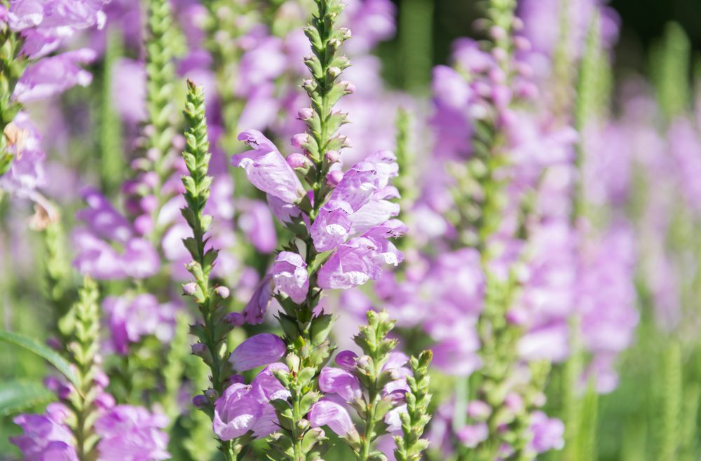 Gelenkblume - Herbstauden - Franks kleiner Garten