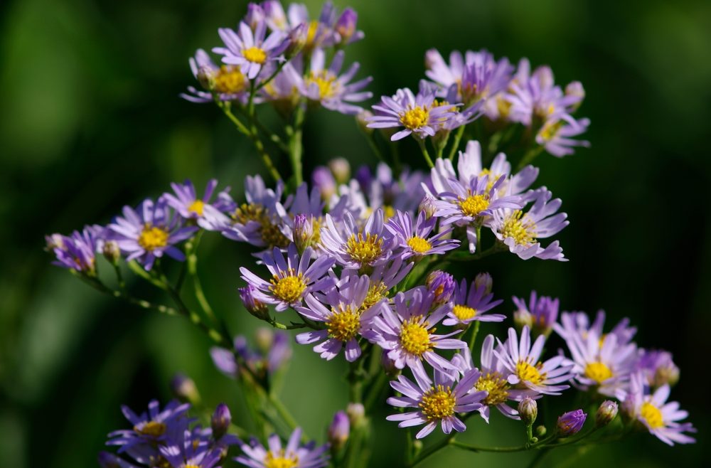 Herbststauden - Leberbalsam-Aster - Franks kleiner Garten