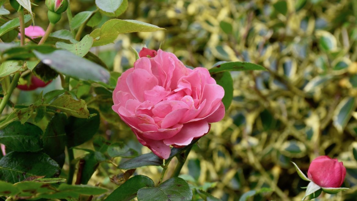 Rose - Oktober - Franks kleiner Garten