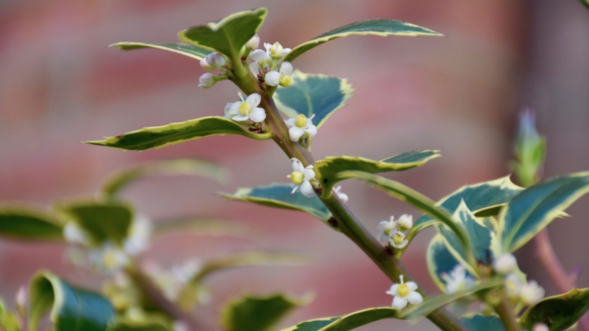 Stechpalme - Blüten - Franks kleiner Garten