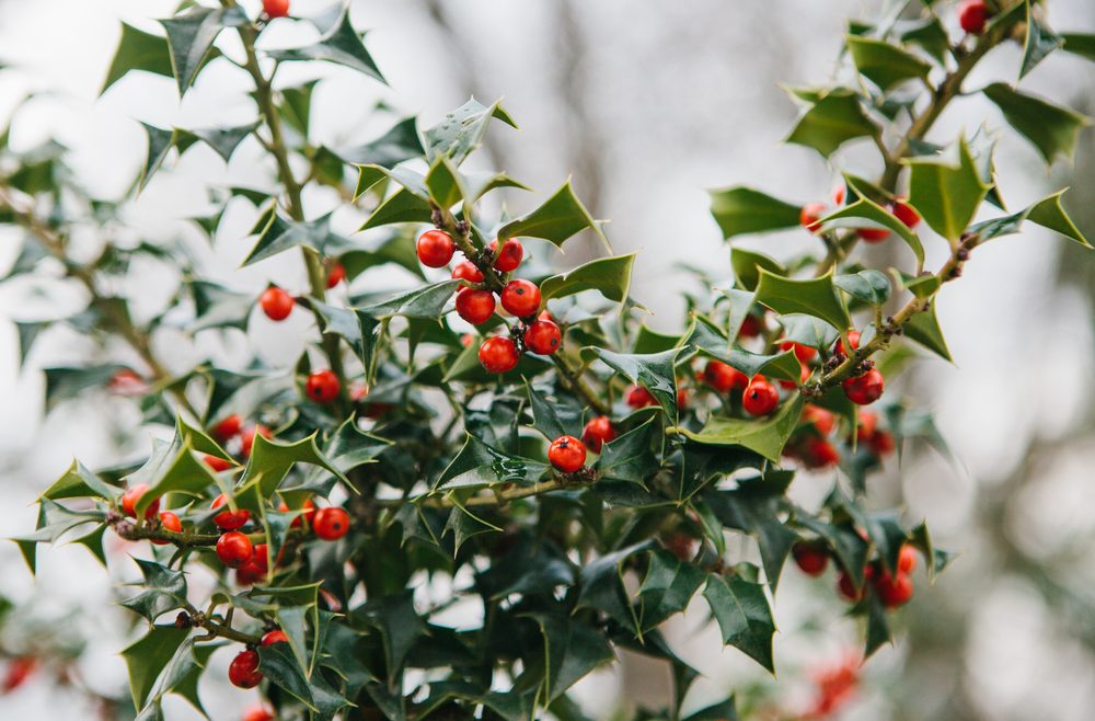 Stechpalme - Ilex aquifolium - Franks kleiner Garten