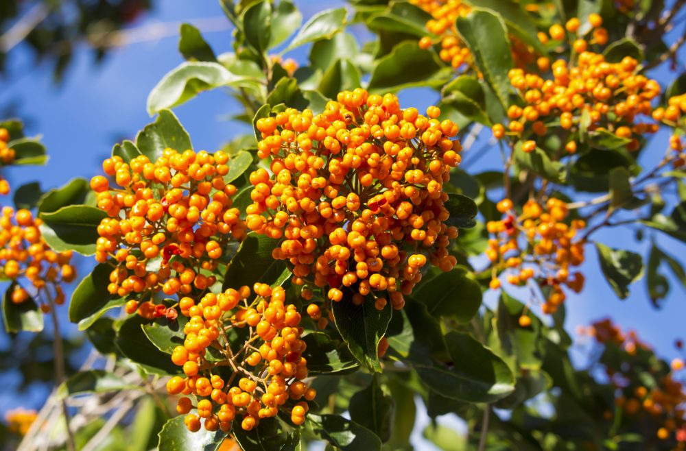 Stechpalme - Ilex verticillata - Franks kleiner Garten