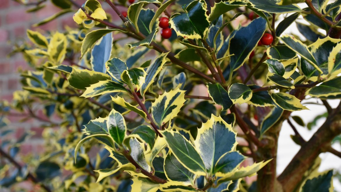 Stechpalme - Ilex - Franks kleiner Garten