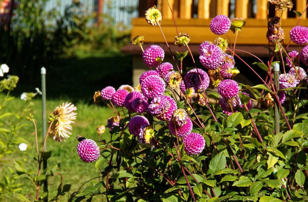 Dahlien - Herbststauden - Franks kleiner Garten