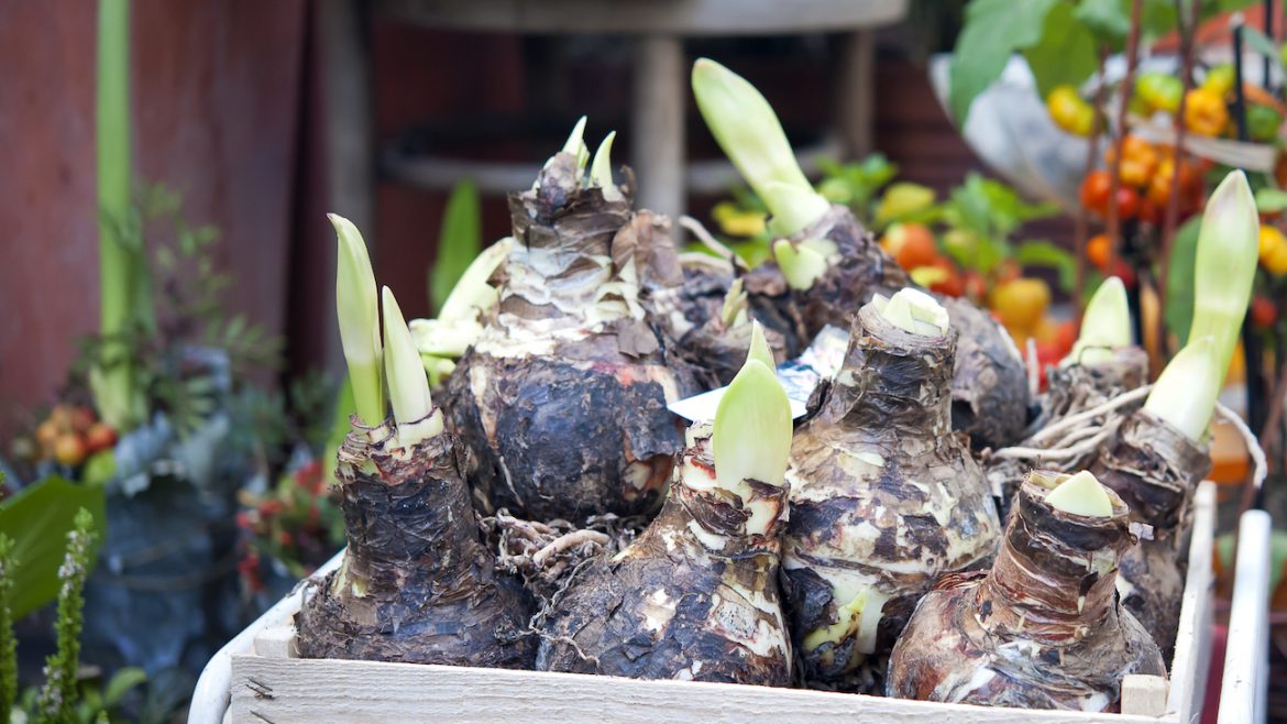 Amaryllis - Zwiebeln - Franks kleiner Garten