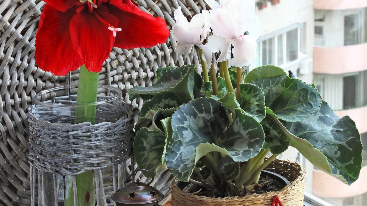 Amaryllis - weihnachtlich - Franks kleiner Garten