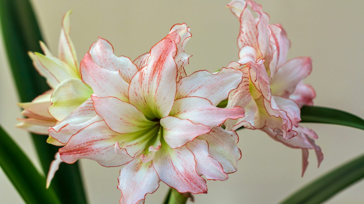 Amaryllis - weiß - Franks kleiner Garten