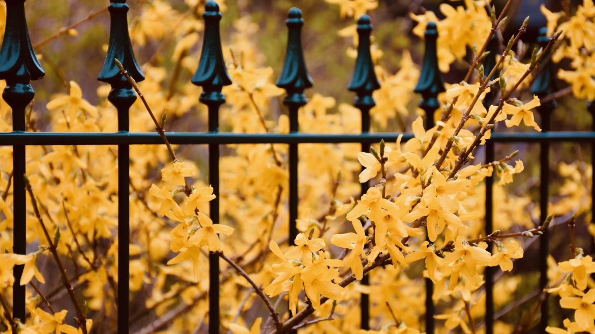 November - Forsythie - Franks kleiner Garten