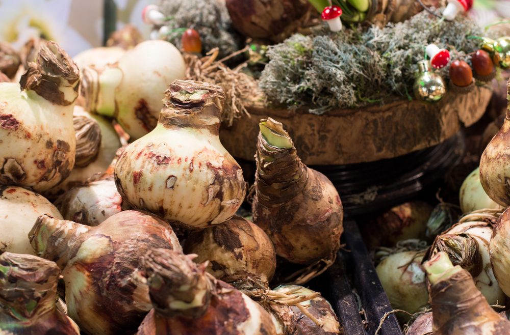 Dezember - Dinge - Blumenzwiebeln - Franks kleiner Garten