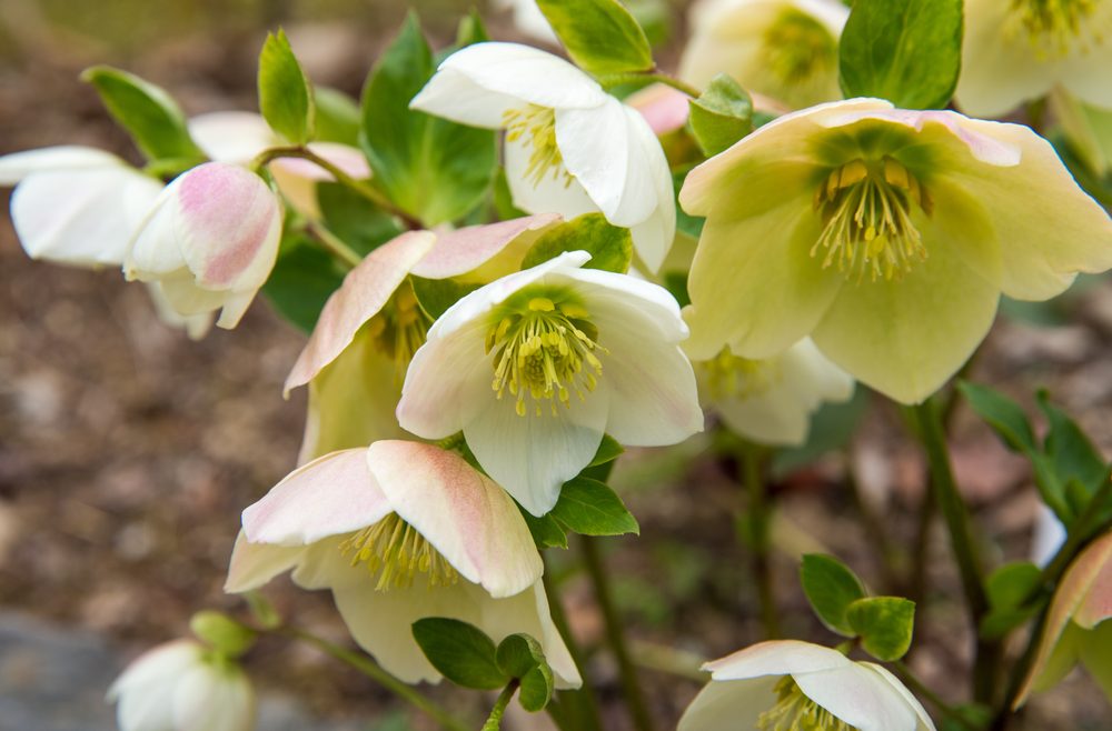 Dezember - Dinge - Christrose - Franks kleiner Garten