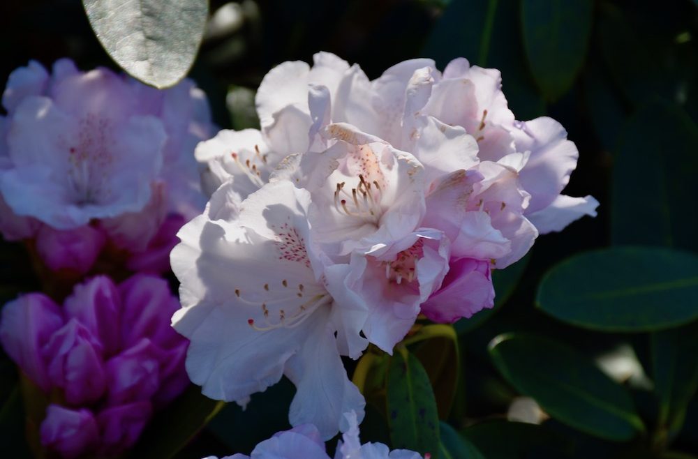 Dezember - Dinge - Rhododendron - Franks kleiner Garten