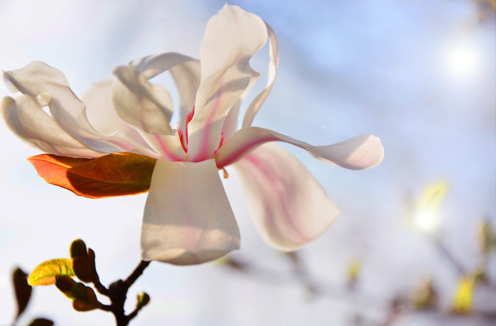 Frühblühende Bäume und Sträucher - Magnolia Stellata - Franks kleiner Garten