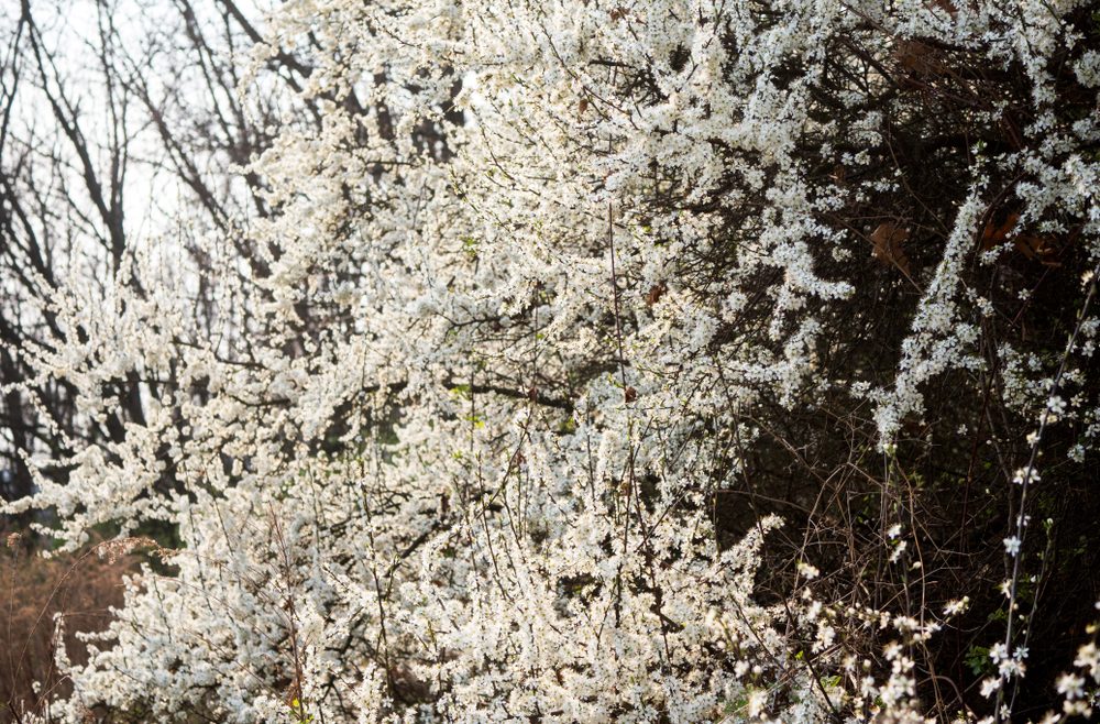 Frühblühende Bäume und Sträucher - Schlehe - Franks kleiner Gartenjpg