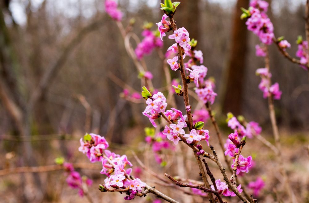 Frühblühende Bäume und Sträucher - Seidelbast - Franks kleiner Garten