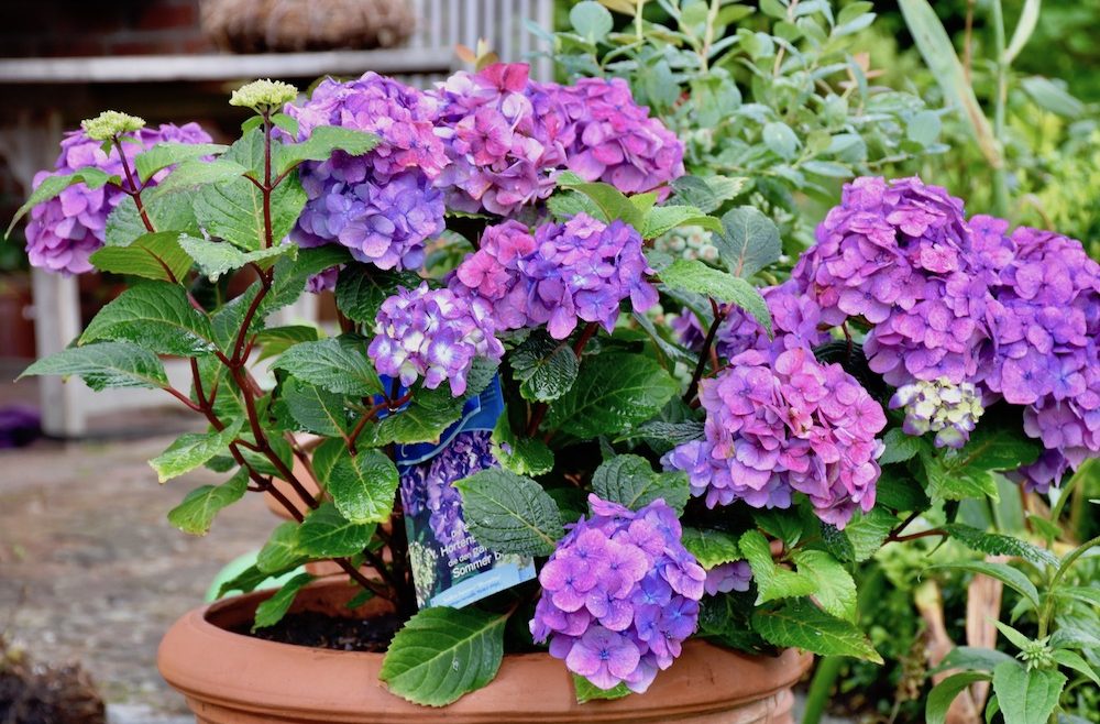 Gartenplanung – Hortensie - Endless Summer - Terrasse - Franks kleiner Garten