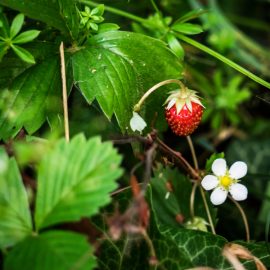 Kräuterbeet im Schatten - Wald-Erdbeere - Franks kleiner Garten