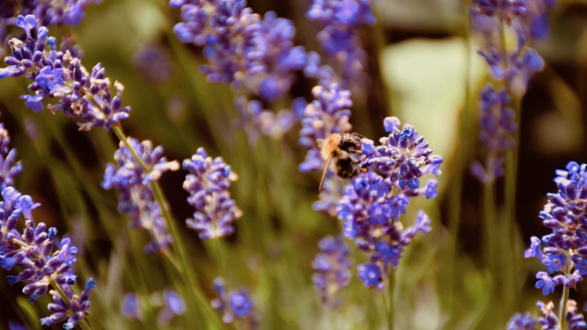 Lavendel - Biene - Franks kleiner Garten