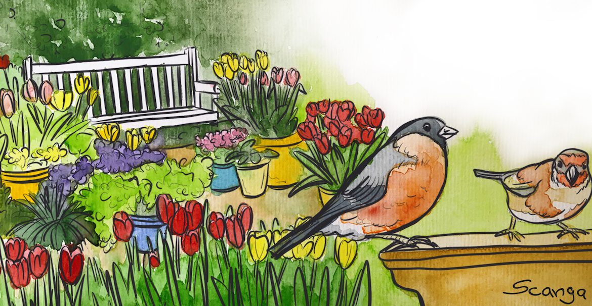 März - Illustration - Franks kleiner Garten