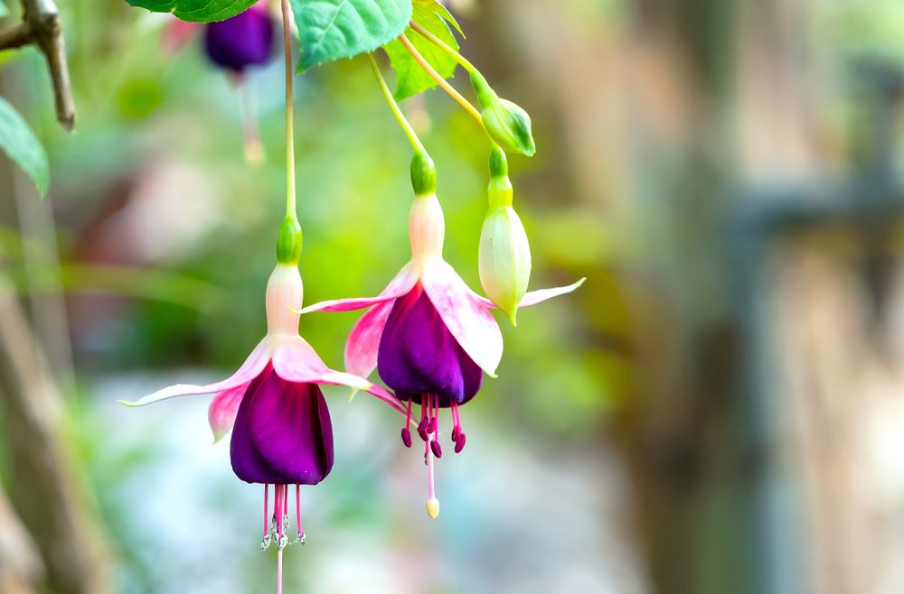 März - Fuchsien - Franks kleiner Garten