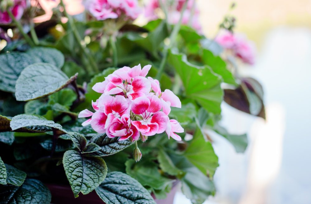 März - Pelargonium - Franks kleiner Garten