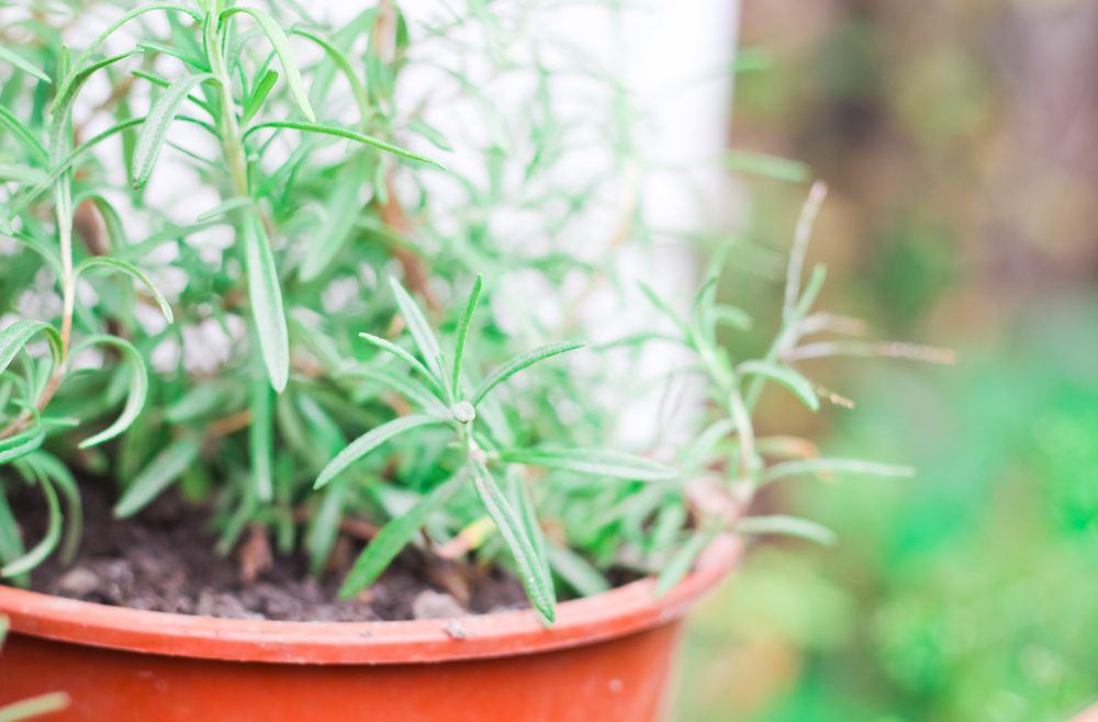 Produkttest - Romberg - Anzucht - Rosmarin - Franks kleiner Garten