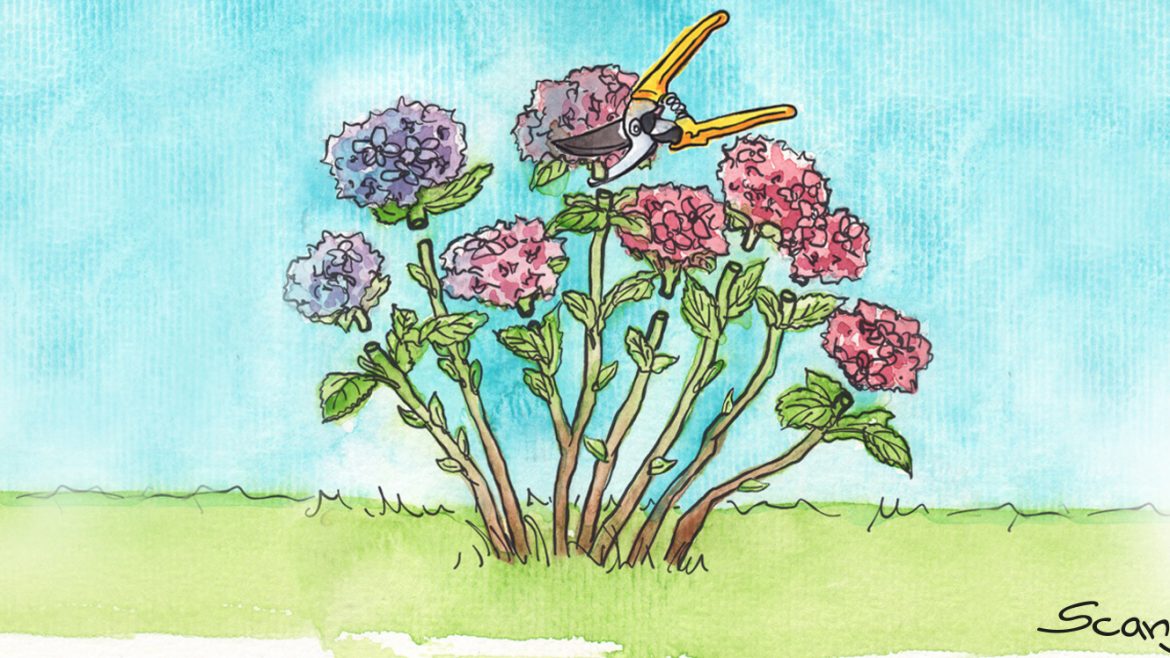 Hortensien schneiden - Schnittgruppe 1 - Illustration - Franks kleiner Garten