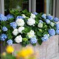 Hortensien schneiden - Endless Summer - Franks kleiner Garten