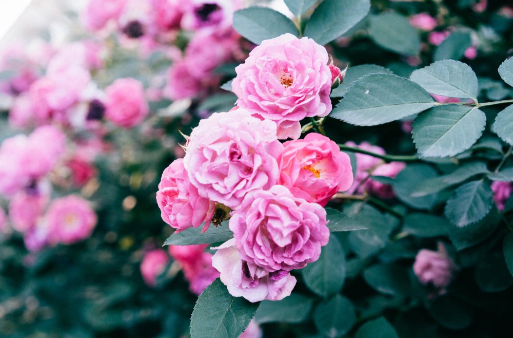 Mai - Dinge - Rosen - Franks kleiner Garten