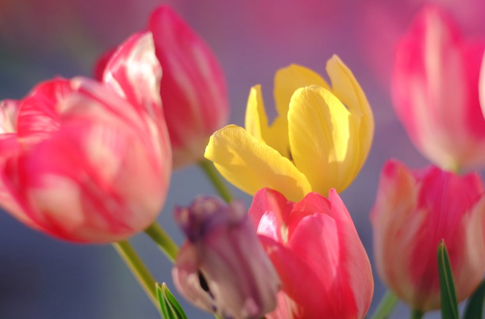 Mai - Dinge - Tulpen - Franks kleiner Garten