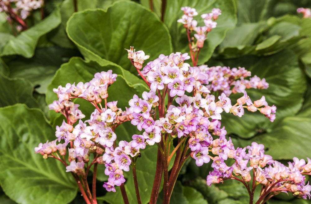 Mai - Dinge - Bergenie - Franks kleiner Garten
