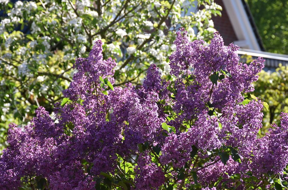 Mai - Flieder - Franks kleiner Garten