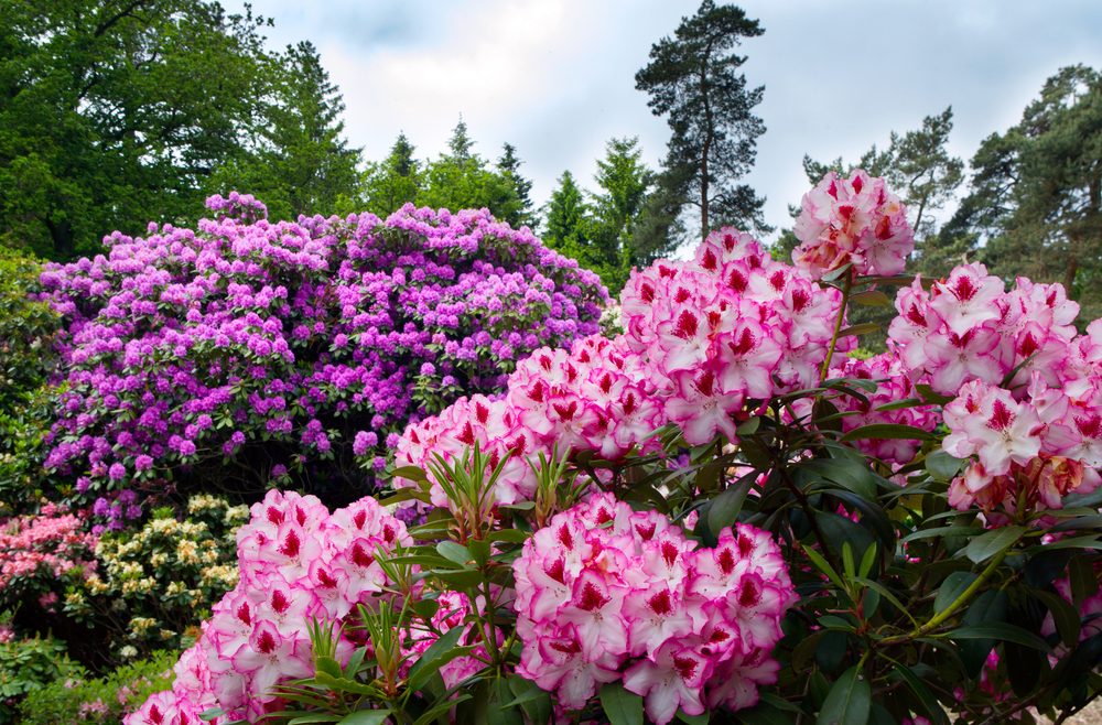 Mai - Termine - Westerstede - Franks kleiner Garten