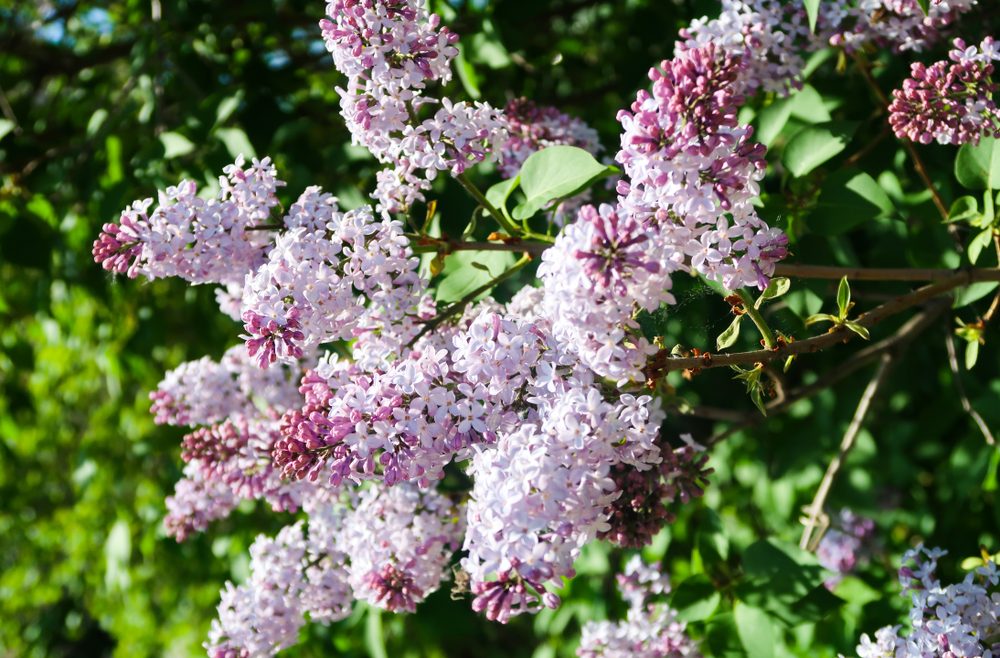 Juni - Flieder - Blau - Franks kleiner Garten