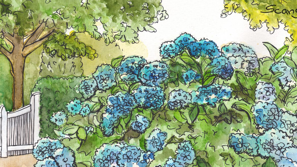 Juni - Hortensien - Illustration - Franks kleiner Garten