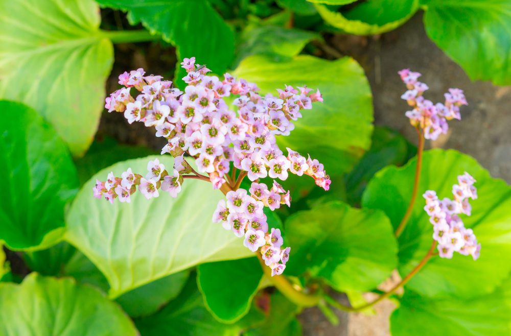 Wandgarten – Vertical Gardening - Bergenie – Franks kleiner Garten
