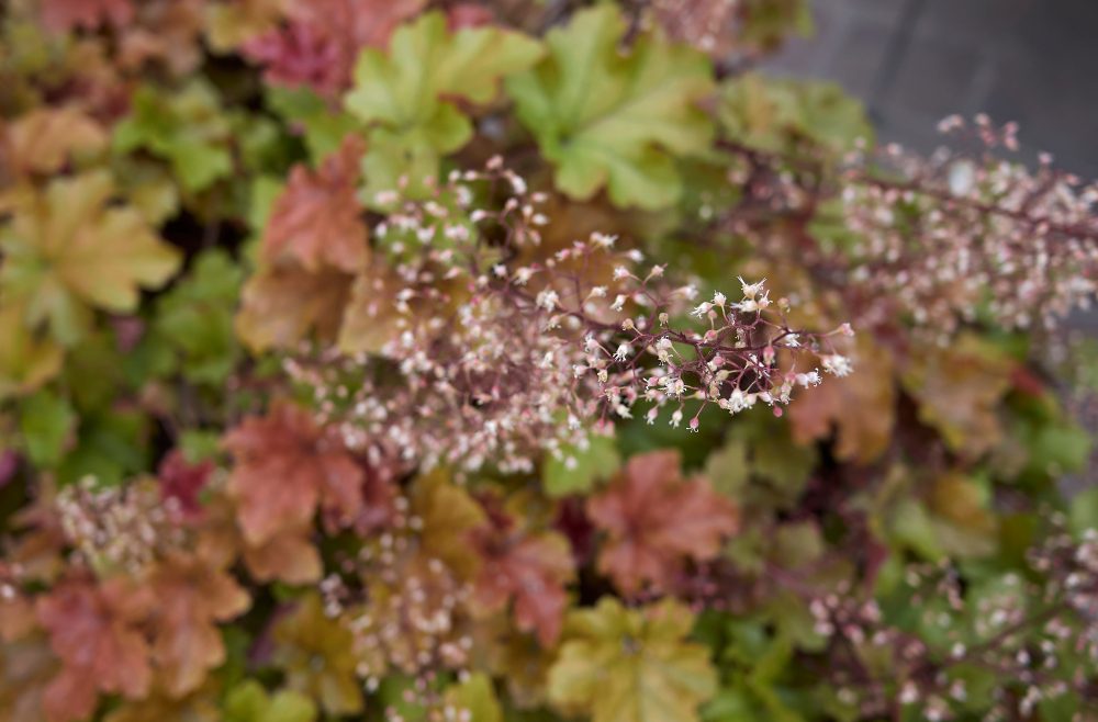 Wandgarten – Vertical Gardening – Purpurglöckchen – Franks Kleiner Garten