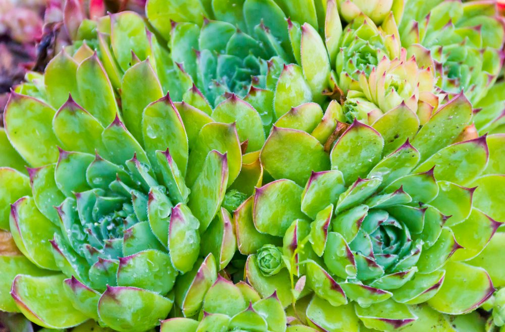 Wandgarten - Vertical Gardening - Sukkulente - julialine:shutterstock - Franks kleiner Garten